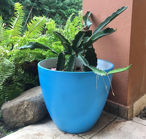 DIY Blue Painted Pot Tutorial