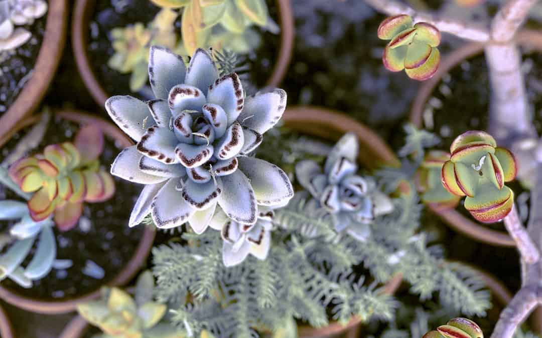 29 Cutest planter ideas for succulents